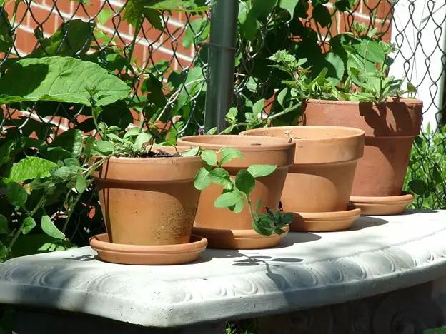 Terracotta vs. Clay Pots: Pros And Cons For Different Gardening Needs